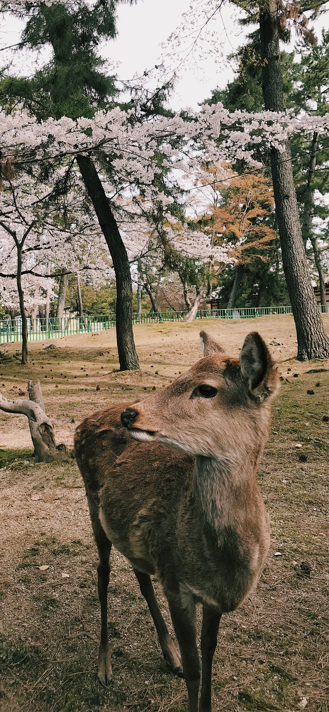 [2436×1125]鹿 户外 野生 苹果手机壁纸图片
