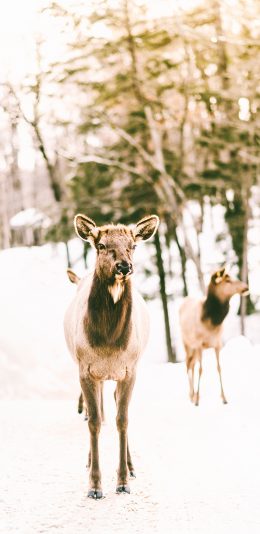 [2436x1125]鹿 户外 雪地 鹿群 苹果手机壁纸图片