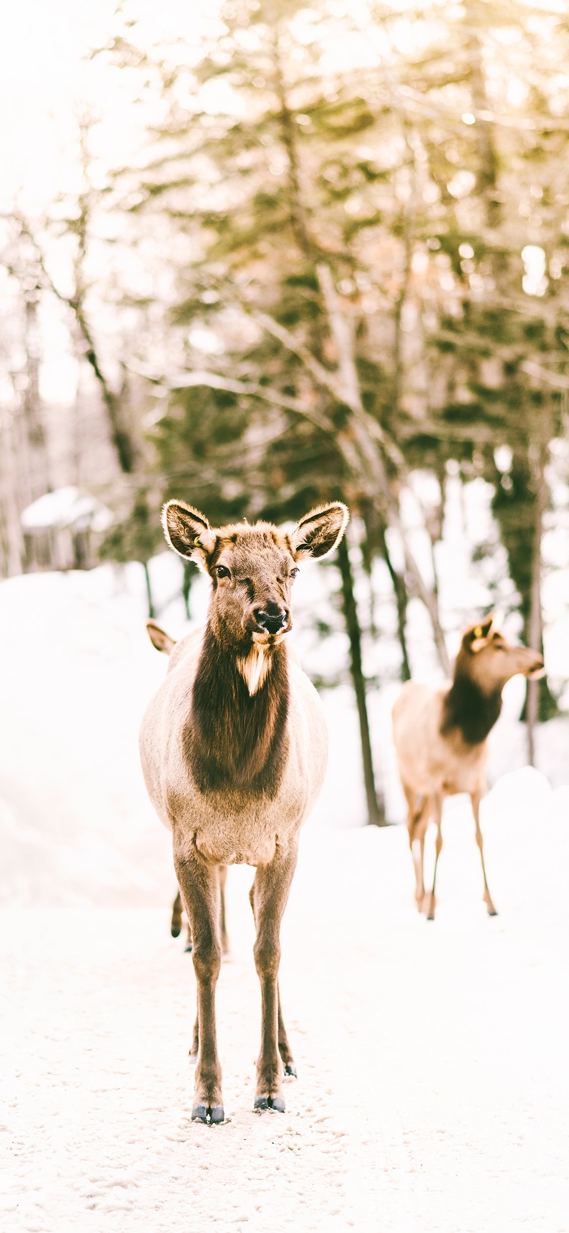 [2436×1125]鹿 户外 雪地 鹿群 苹果手机壁纸图片