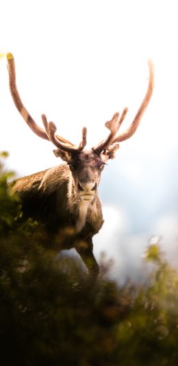[2436x1125]鹿 户外 鹿角 动物 苹果手机壁纸图片