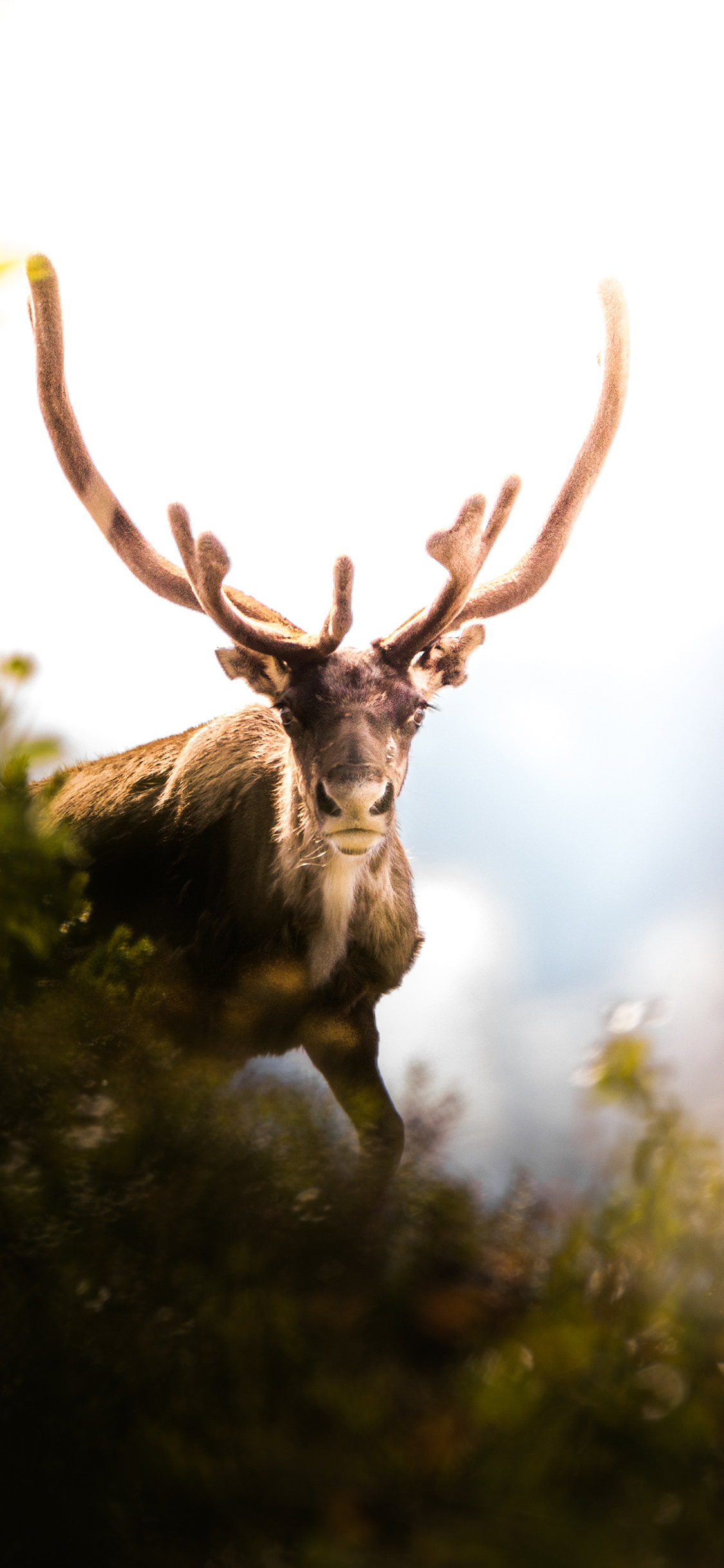 [2436×1125]鹿 户外 鹿角 动物 苹果手机壁纸图片