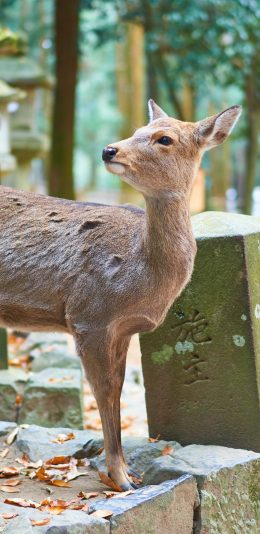 [2436x1125]鹿 日本 养殖 畜牧 台阶 苹果手机壁纸图片