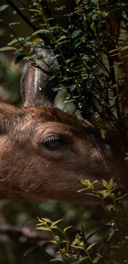 [2436x1125]鹿 枝叶 觅食 野外 苹果手机壁纸图片