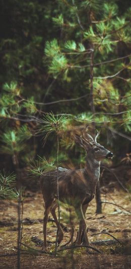[2436x1125]鹿 树林 松叶林 野外 苹果手机壁纸图片