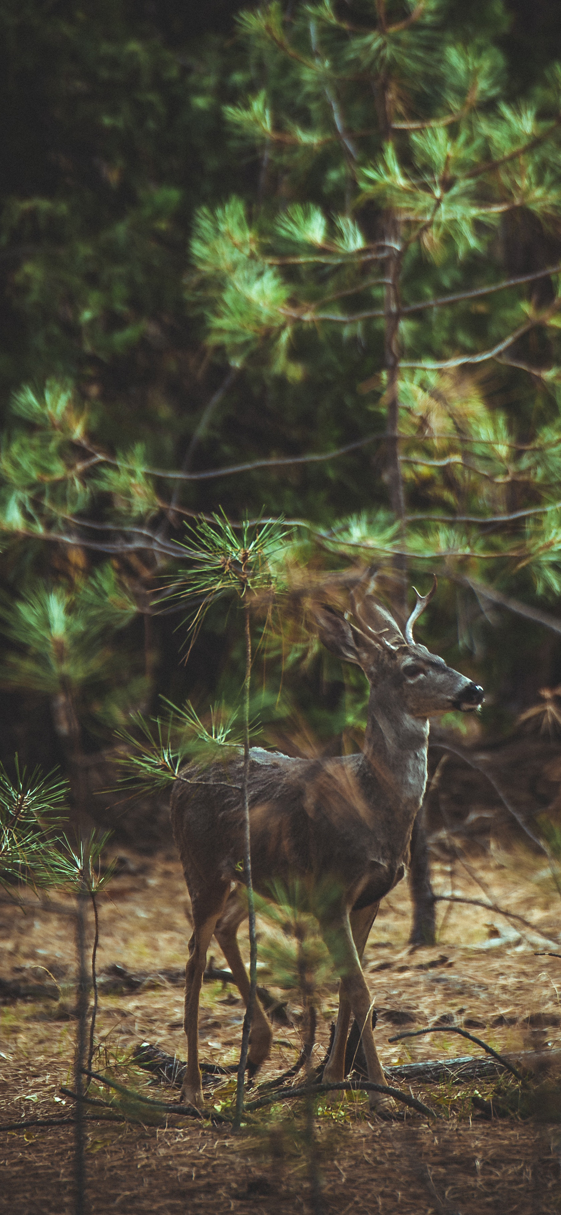 [2436×1125]鹿 树林 松叶林 野外 苹果手机壁纸图片