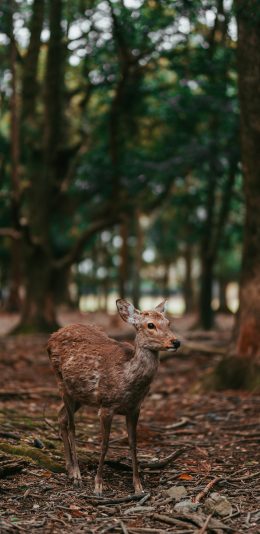 [2436x1125]鹿 树林 梅花鹿 枯枝 苹果手机壁纸图片