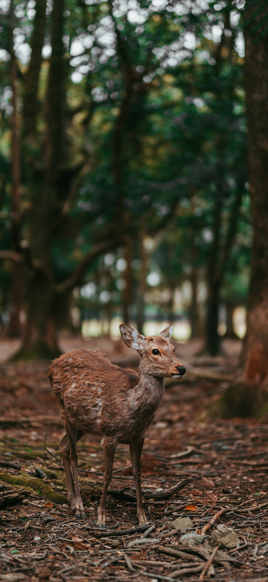 [2436×1125]鹿 树林 梅花鹿 枯枝 苹果手机壁纸图片
