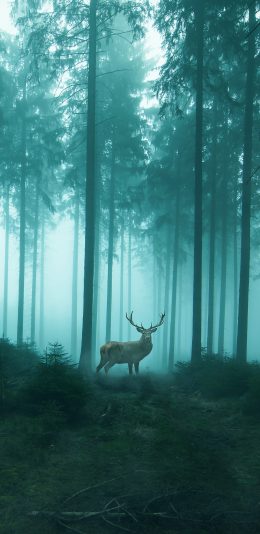 [2436x1125]鹿 树林 森林 静谧 唯美 苹果手机壁纸图片