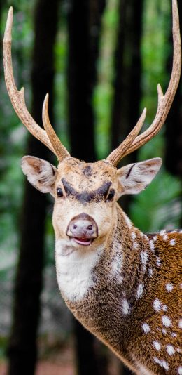 [2436x1125]鹿 树林 鹿角 梅花鹿 苹果手机壁纸图片