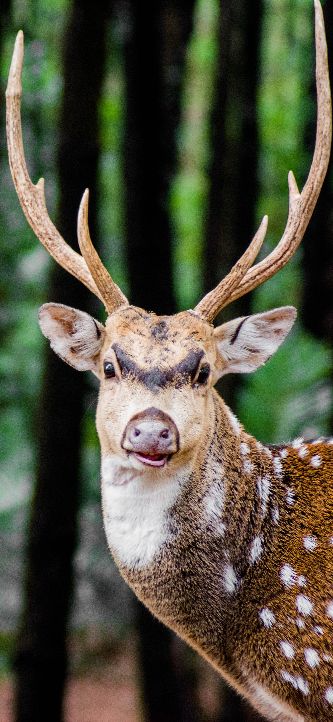 [2436×1125]鹿 树林 鹿角 梅花鹿 苹果手机壁纸图片