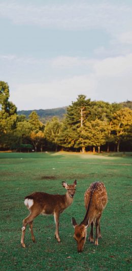 [2436x1125]鹿 梅花鹿 草坪 野生 苹果手机壁纸图片