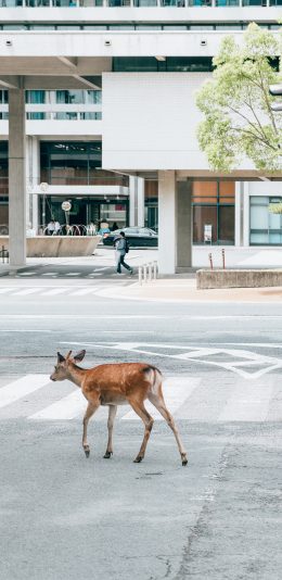 [2436x1125]鹿 梅花鹿 道路 街道 建筑 苹果手机壁纸图片
