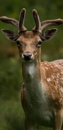 [2436x1125]鹿 梅花鹿 鹿角 皮毛 苹果手机壁纸图片