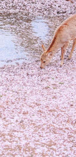 [2436x1125]鹿 樱花 唯美 粉色 落花 水 苹果手机壁纸图片