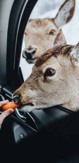 [2436x1125]鹿 汽车 喂食 胡萝卜 苹果手机壁纸图片