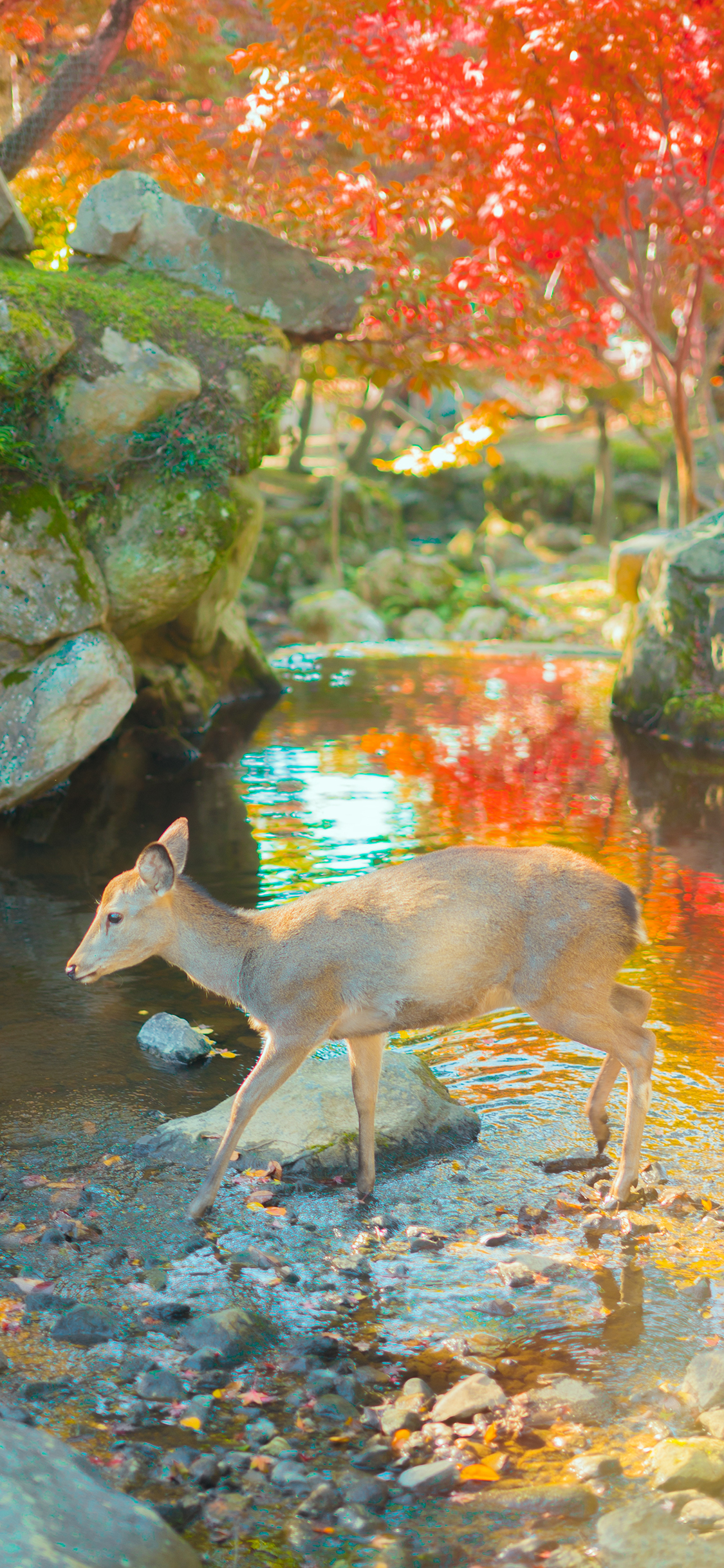 [2436×1125]鹿 河水 河流 秋天 大自然 苹果手机壁纸图片