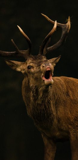 [2436x1125]鹿 牲畜 鹿角 特写 苹果手机壁纸图片