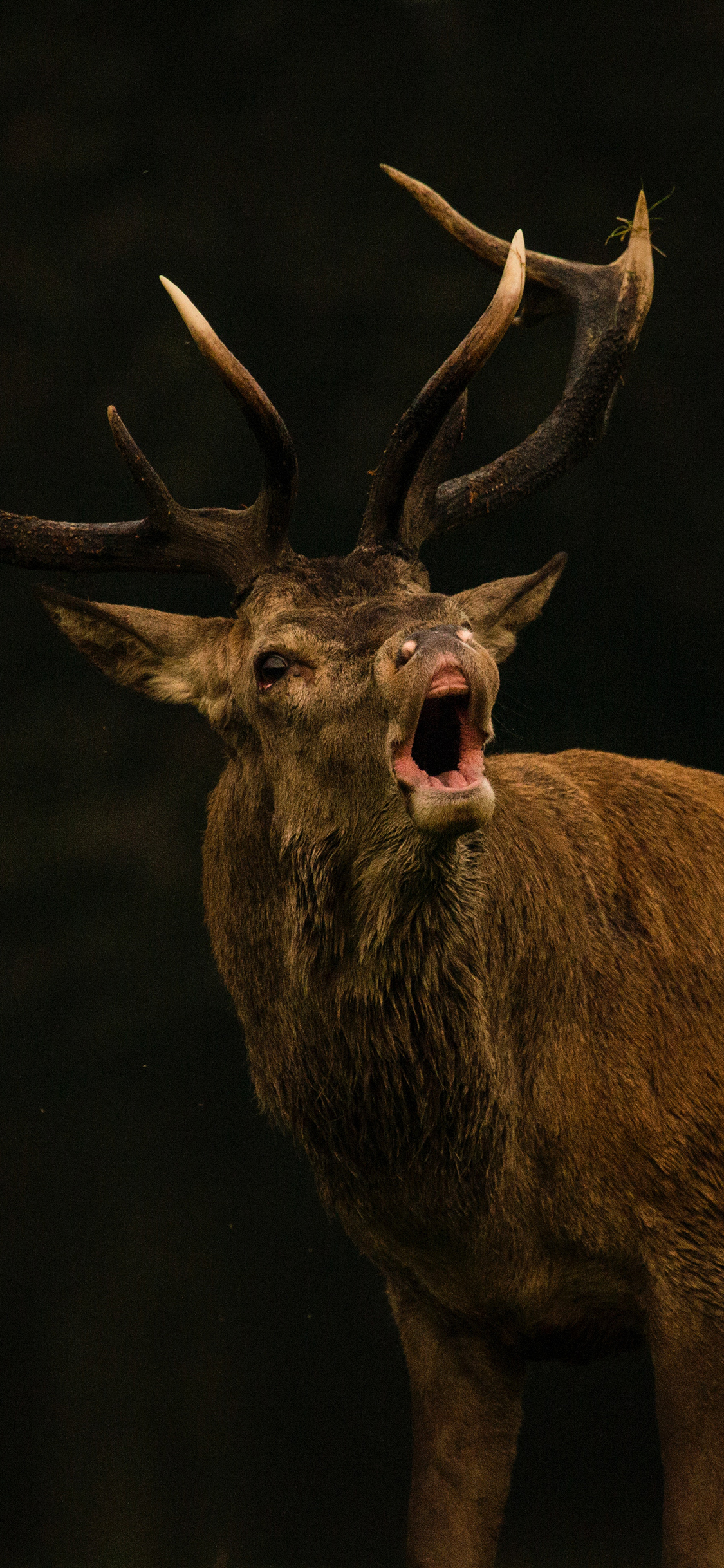 [2436×1125]鹿 牲畜 鹿角 特写 苹果手机壁纸图片