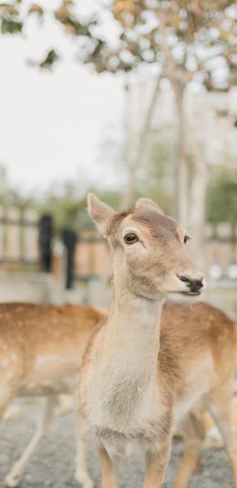 [2436x1125]鹿 畜牧 养殖 牲畜 苹果手机壁纸图片