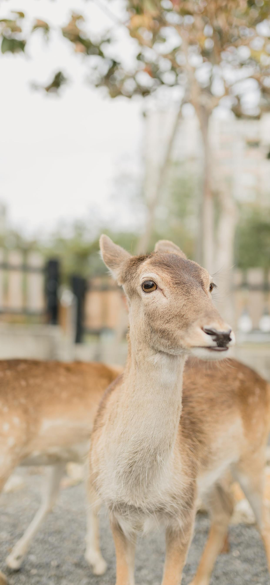 [2436×1125]鹿 畜牧 养殖 牲畜 苹果手机壁纸图片