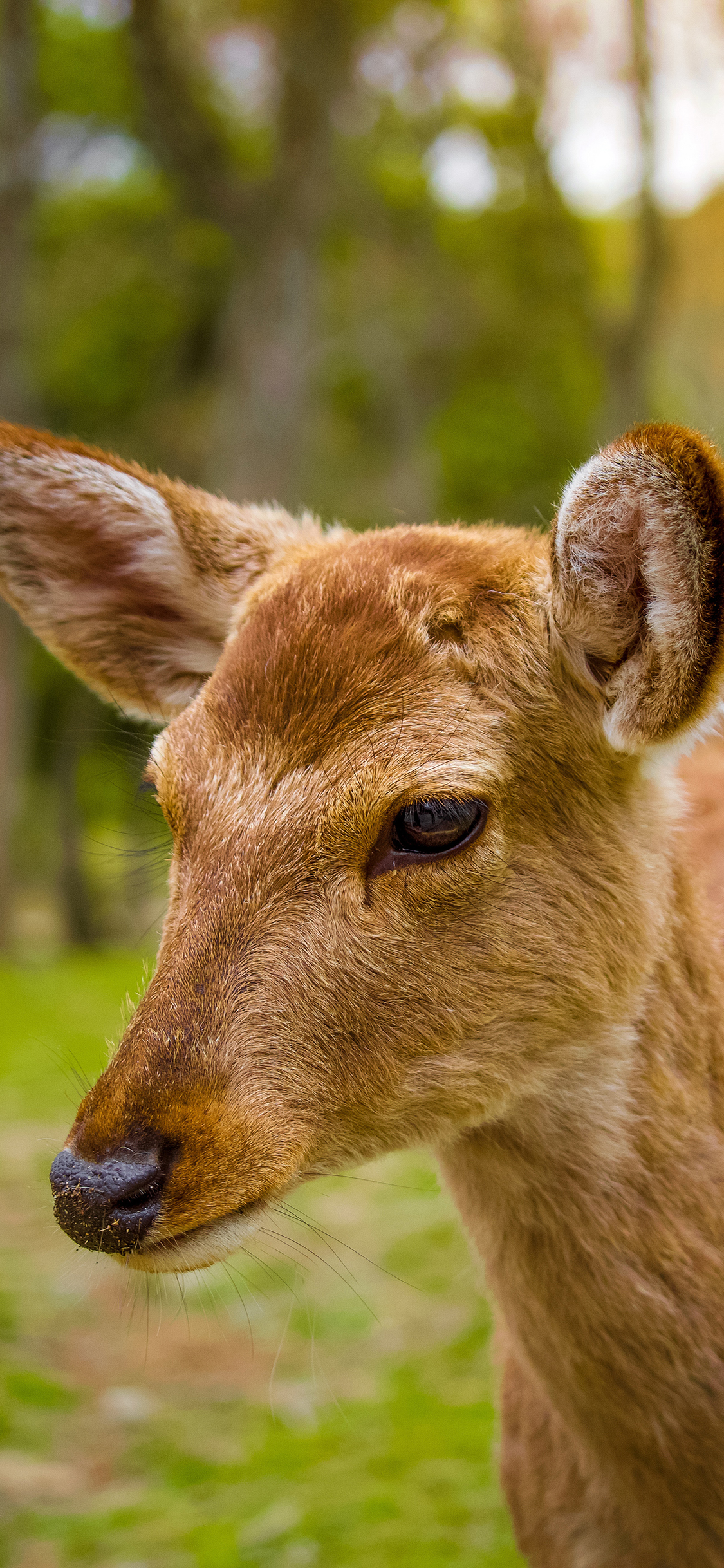 [2436×1125]鹿 皮毛 野外 头部 苹果手机壁纸图片