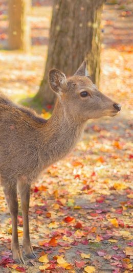 [2436x1125]鹿 秋季 落叶 牲畜 畜牧 苹果手机壁纸图片