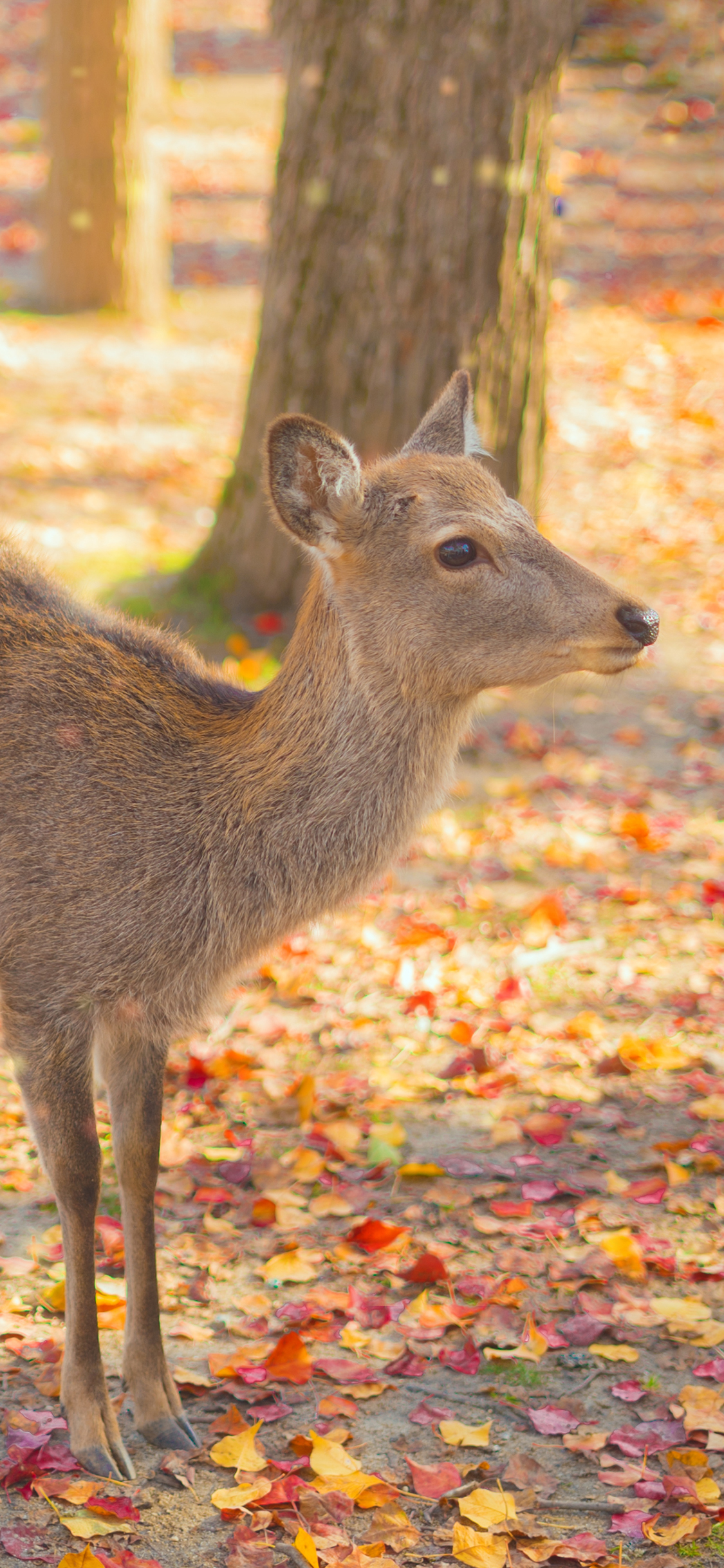 [2436×1125]鹿 秋季 落叶 牲畜 畜牧 苹果手机壁纸图片