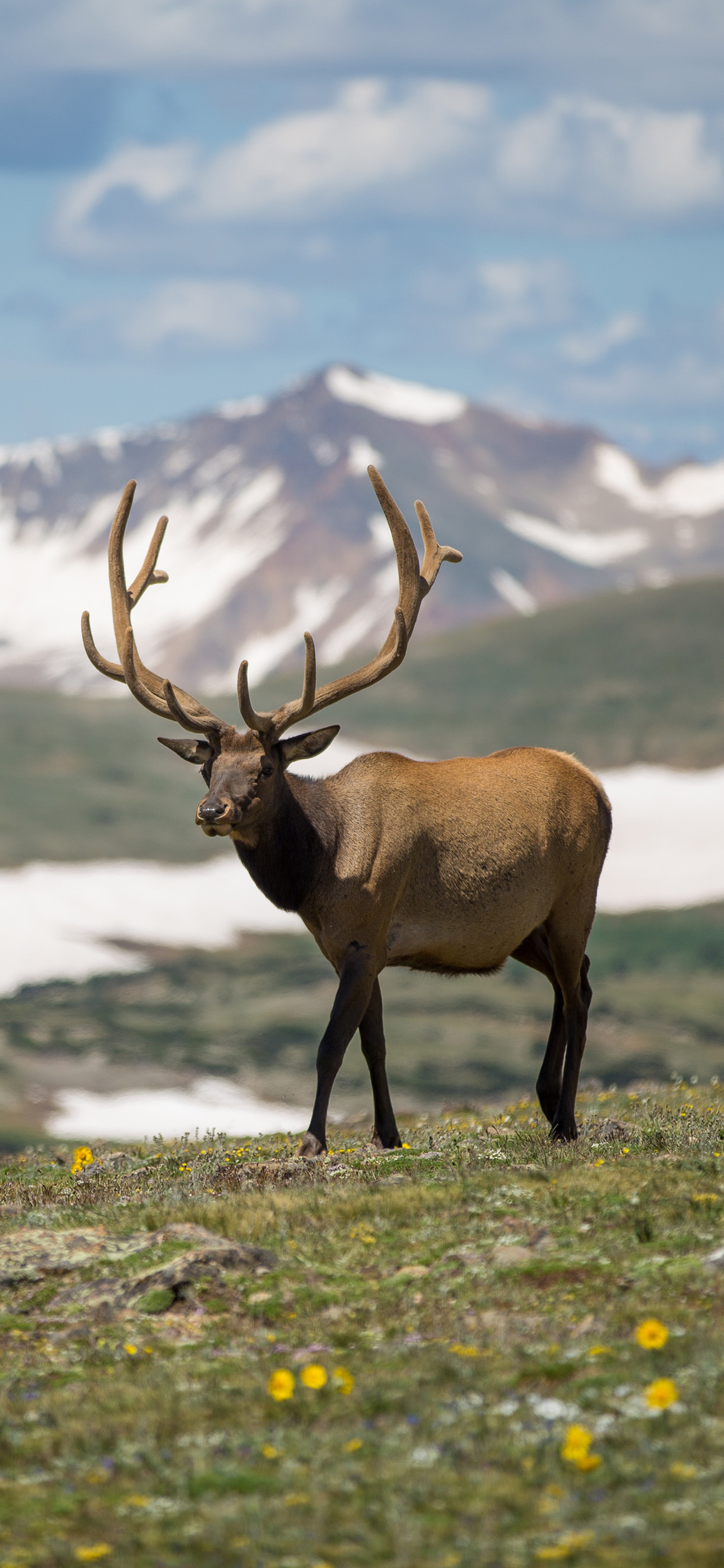 [2436×1125]鹿 草原 雪山 郊外 苹果手机壁纸图片