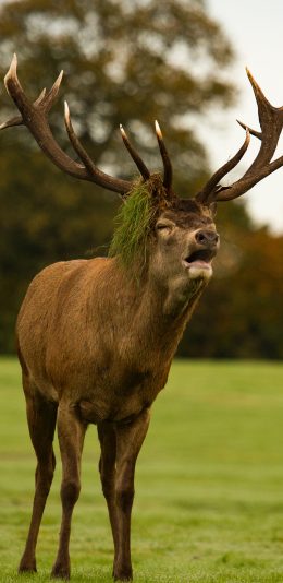 [2436x1125]鹿 草地 公鹿 眯眼   鹿角 苹果手机壁纸图片