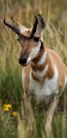 [2436x1125]鹿 草地 草原 皮毛 苹果手机壁纸图片