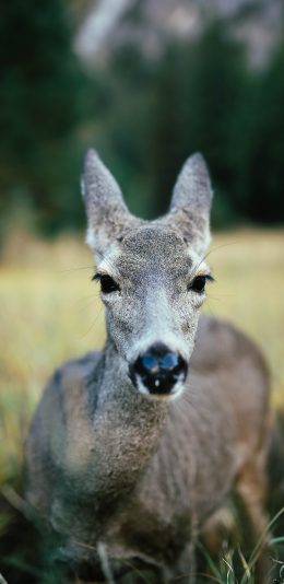 [2436x1125]鹿 草地 跪趴 大眼 苹果手机壁纸图片