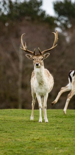 [2436x1125]鹿 草地 野外 鹿角 苹果手机壁纸图片