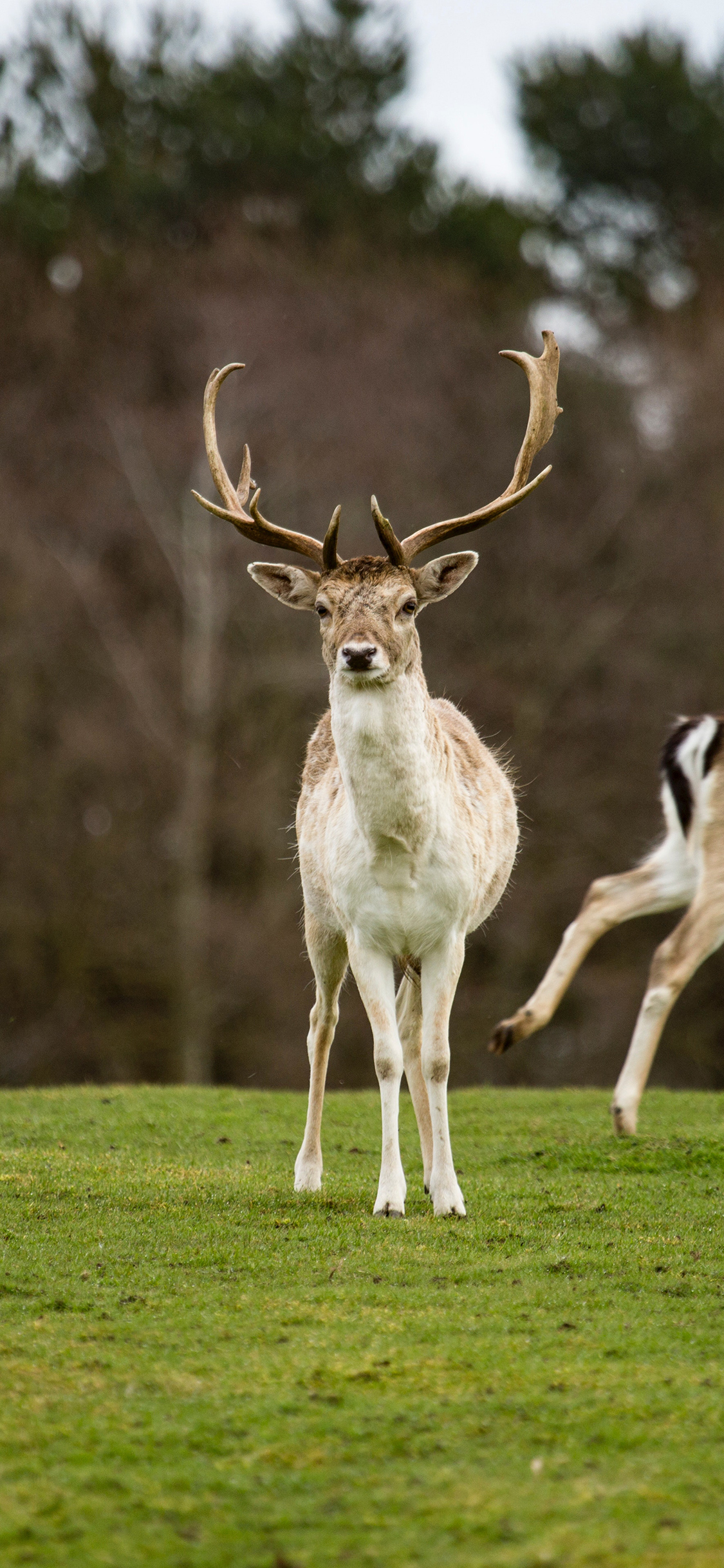 [2436×1125]鹿 草地 野外 鹿角 苹果手机壁纸图片