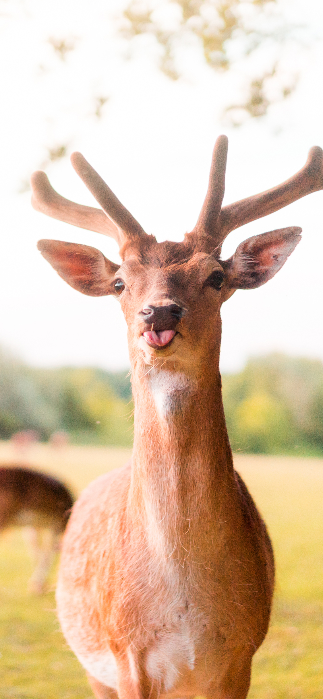 [2436×1125]鹿 草地 野生 吐舌 可爱 苹果手机壁纸图片