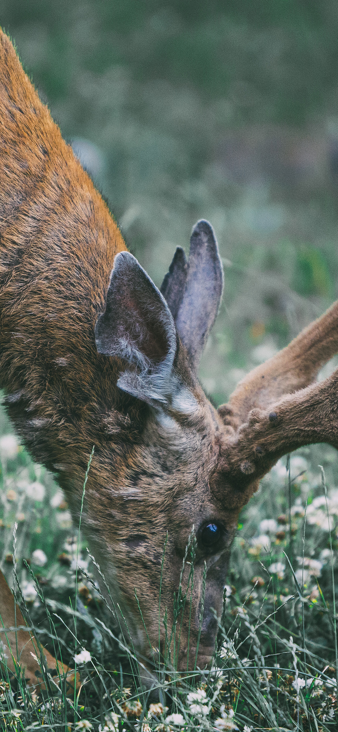 [2436×1125]鹿 草坪 觅食 鹿角 苹果手机壁纸图片