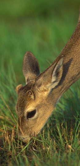 [2436x1125]鹿 觅食 草坪 野生 苹果手机壁纸图片