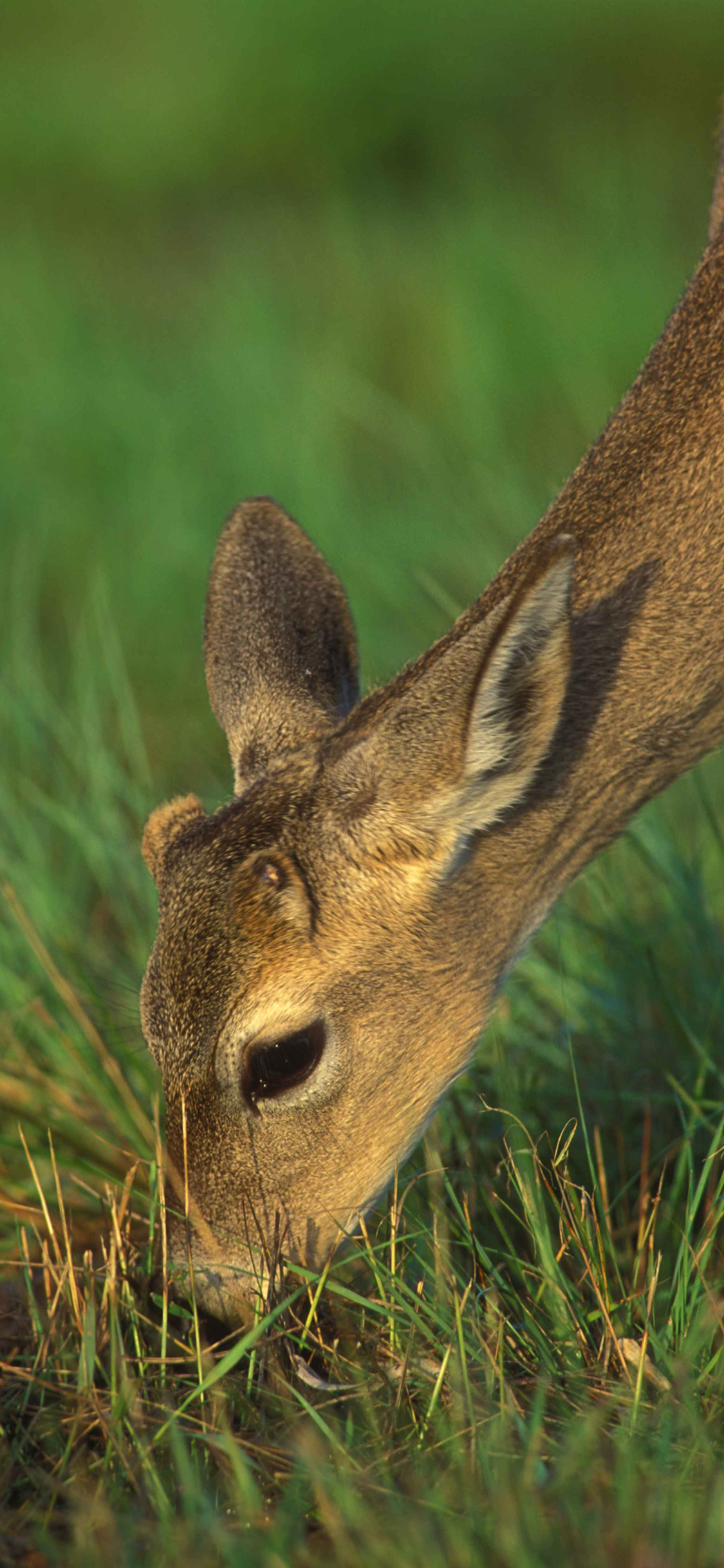 [2436×1125]鹿 觅食 草坪 野生 苹果手机壁纸图片