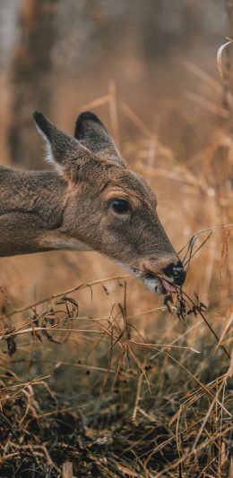 [2436x1125]鹿 觅食 野外 枯黄 野草 苹果手机壁纸图片