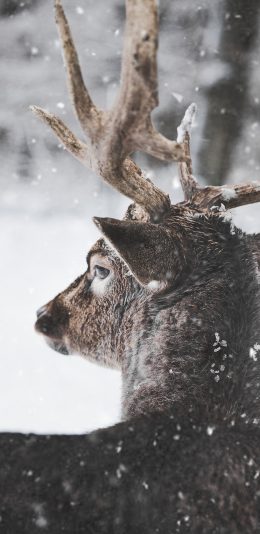 [2436x1125]鹿 角 背影 雪地 下雪 苹果手机壁纸图片