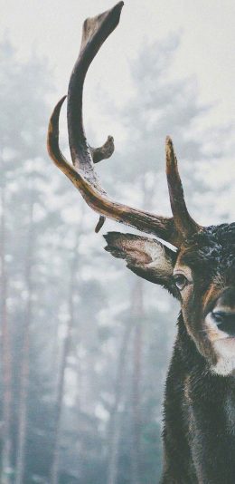 [2436x1125]鹿 角 野生 半脸 苹果手机壁纸图片