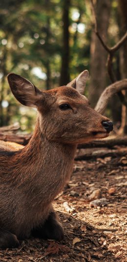 [2436x1125]鹿 跪卧 树林 野外 苹果手机壁纸图片