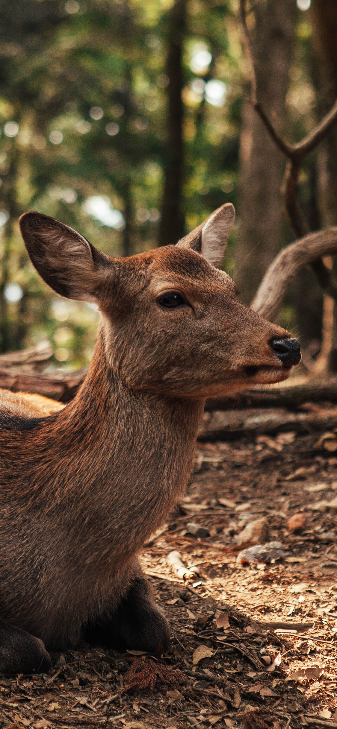 [2436×1125]鹿 跪卧 树林 野外 苹果手机壁纸图片