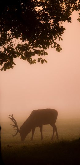 [2436x1125]鹿 迷雾 森林 阴影 草地 苹果手机壁纸图片