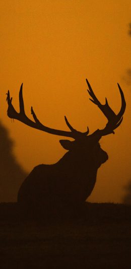 [2436x1125]鹿 逆光 影子 黑色 鹿角 苹果手机壁纸图片
