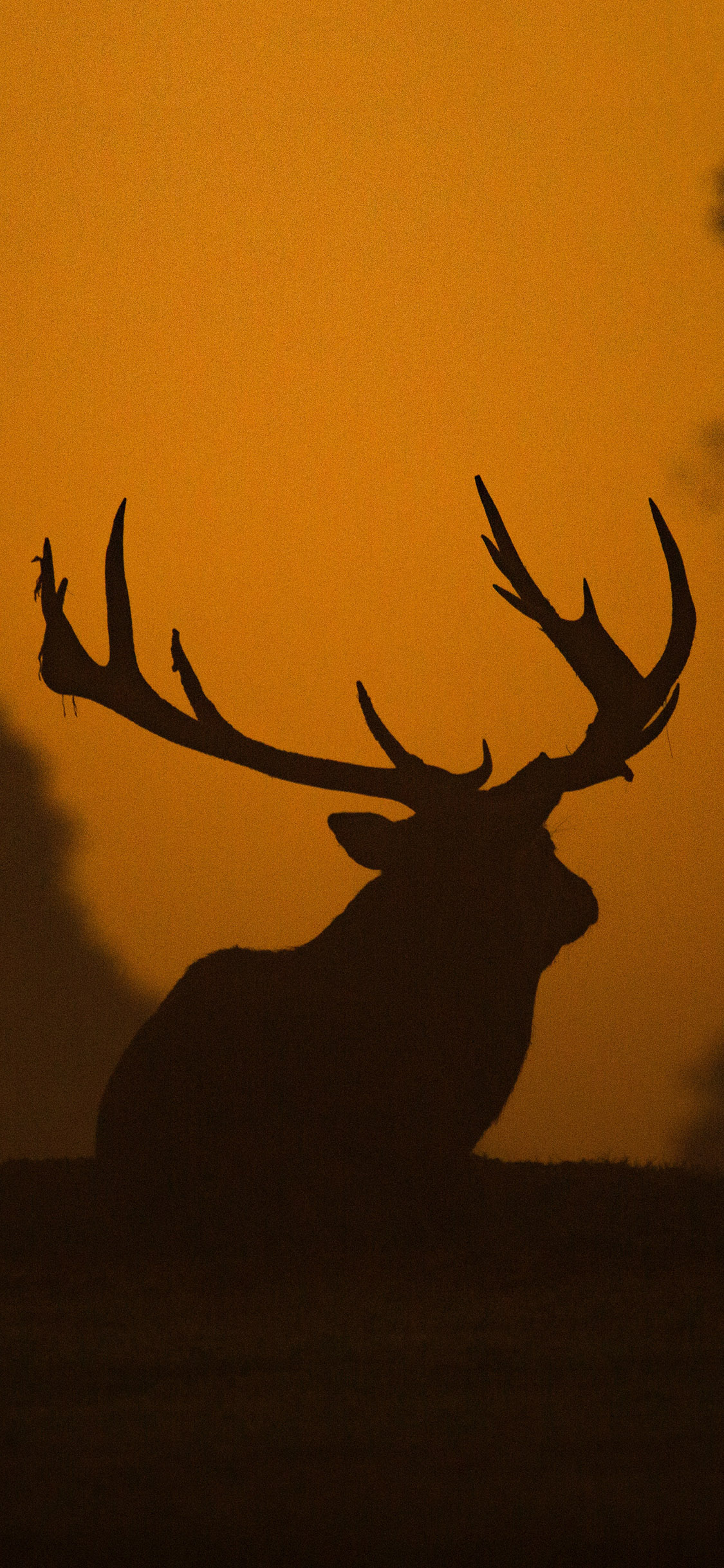 [2436×1125]鹿 逆光 影子 黑色 鹿角 苹果手机壁纸图片