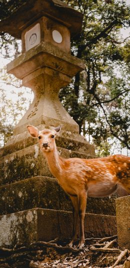 [2436x1125]鹿 野外 灯塔 树林 苹果手机壁纸图片