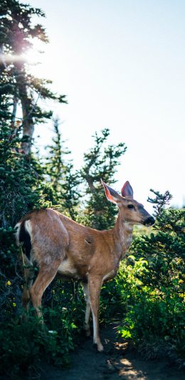 [2436x1125]鹿 野外 绿植 苹果手机壁纸图片