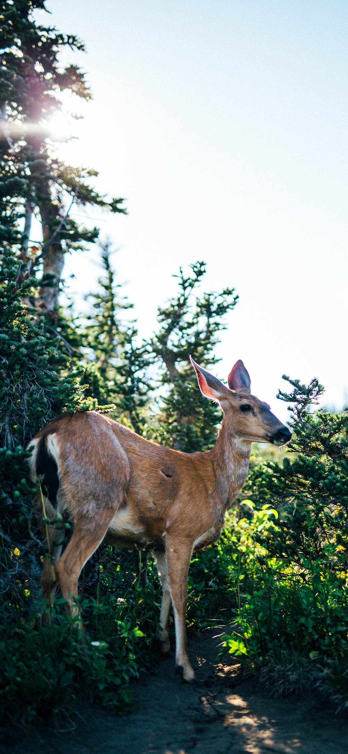 [2436×1125]鹿 野外 绿植 苹果手机壁纸图片