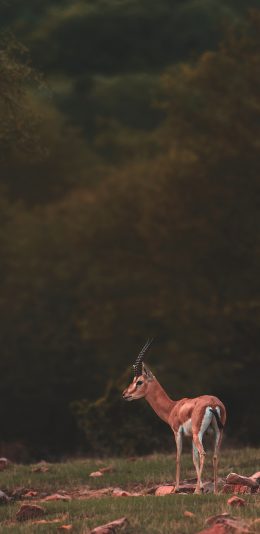 [2436x1125]鹿 野外 草地 小鹿 苹果手机壁纸图片