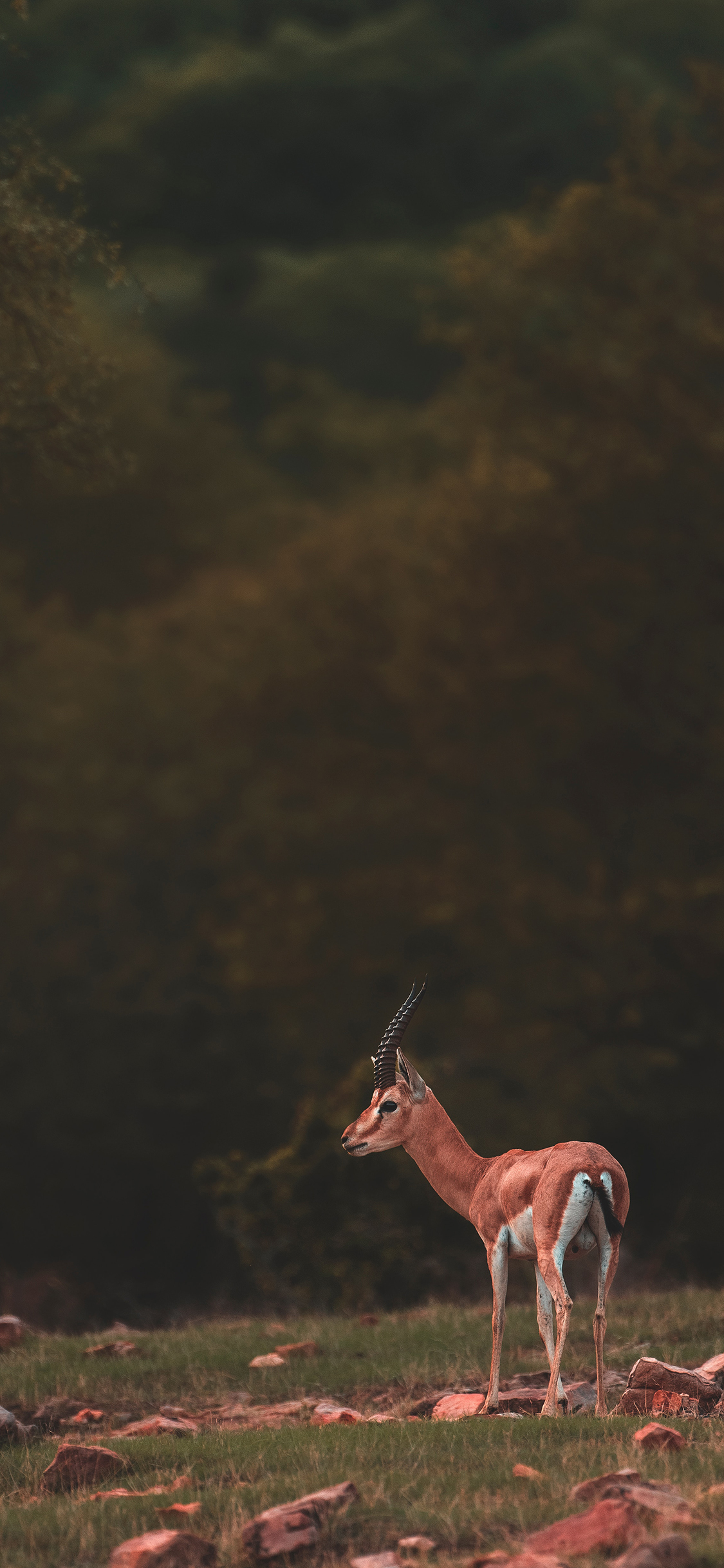 [2436×1125]鹿 野外 草地 小鹿 苹果手机壁纸图片